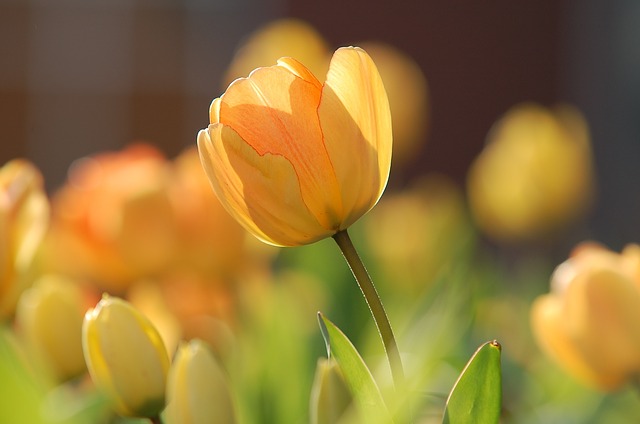 tulipán